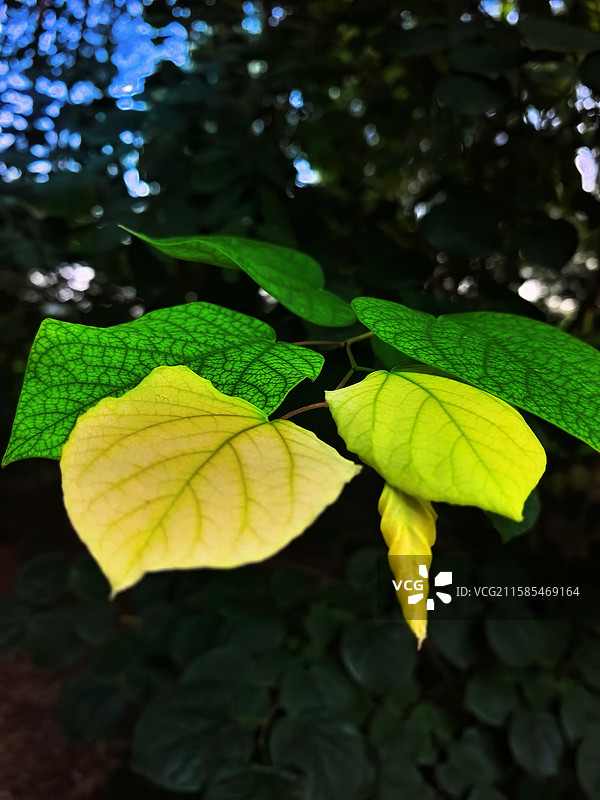 叶脉密语图片素材