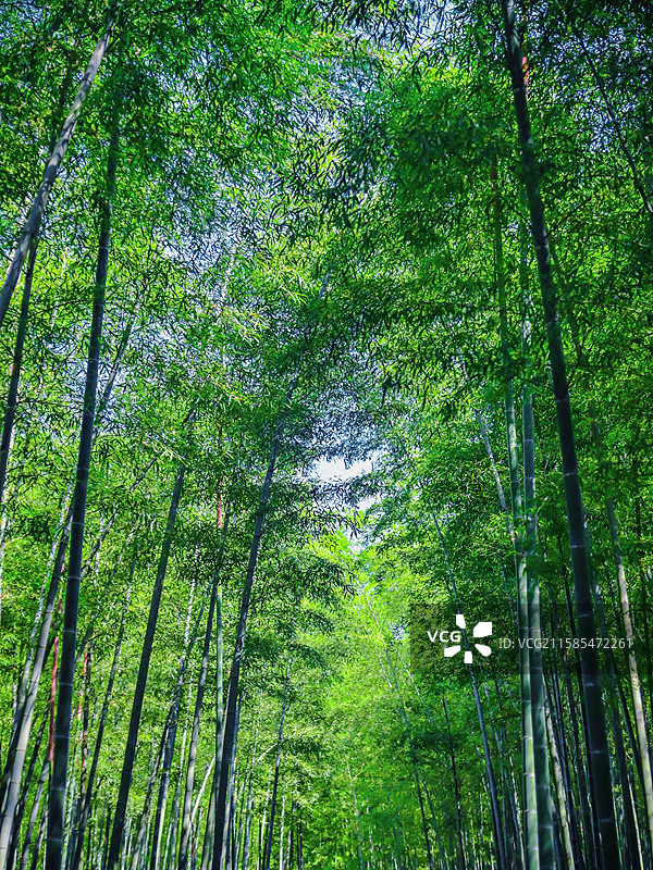 大奇山国家森林公园图片素材