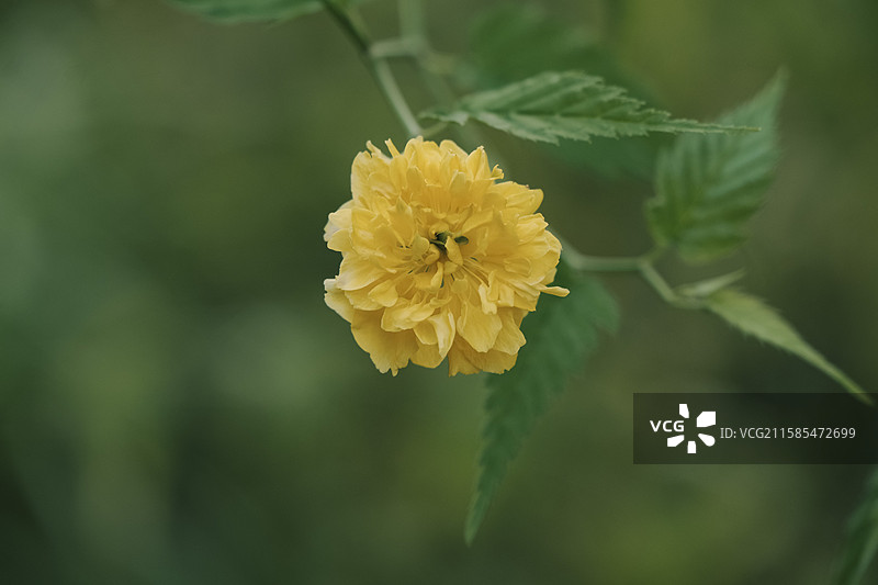 棣棠花图片素材