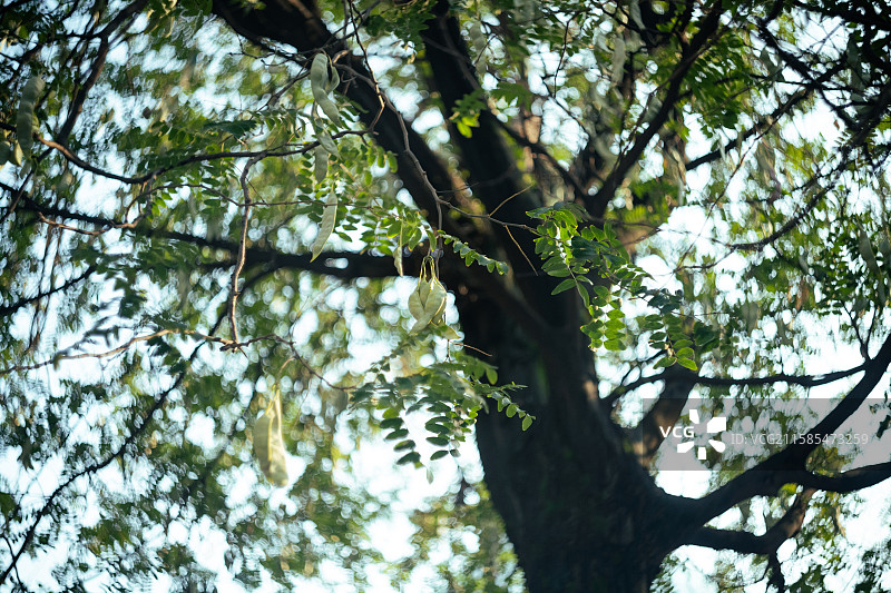 皂角树 皂荚树图片素材