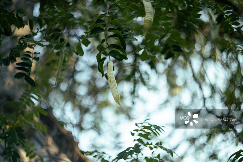 皂角树 皂荚树图片素材