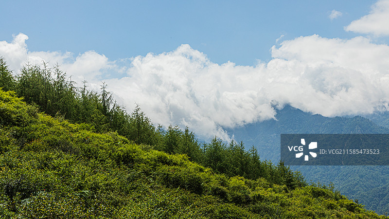 卧龙云中牧场/云上牧场/云中岭：云瀑与原始针树林图片素材