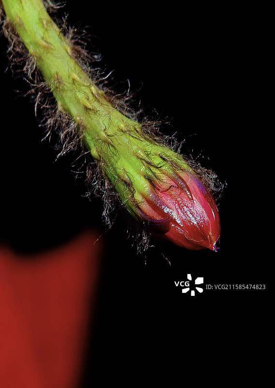 待放的仙人球花图片素材