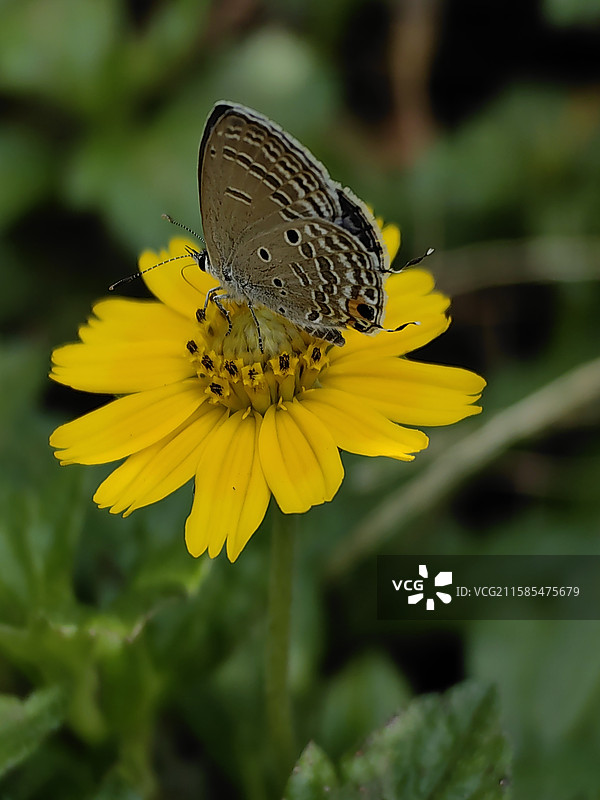 蝶恋花图片素材