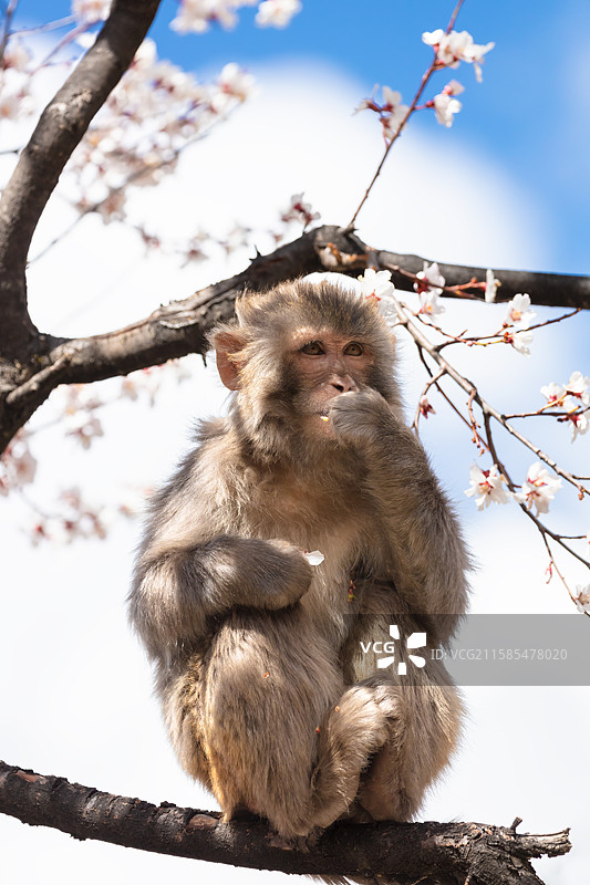 西藏林芝市工布江达县林则村桃花树上的藏弥猴图片素材