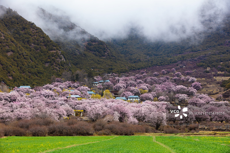 西藏林芝市工布江达县拉如村的桃花图片素材