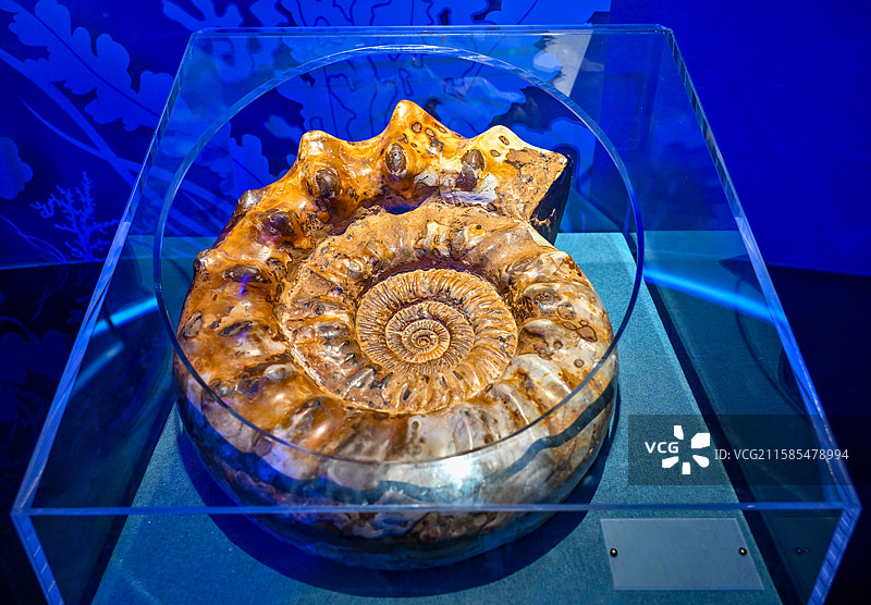 广东省河源市恐龙博物馆菊石展图片素材