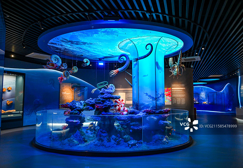 广东省河源市恐龙博物馆菊石展图片素材