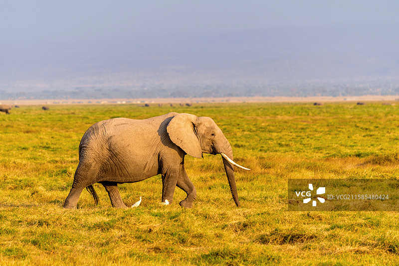 非洲肯尼亚安博塞利的野生大象图片素材