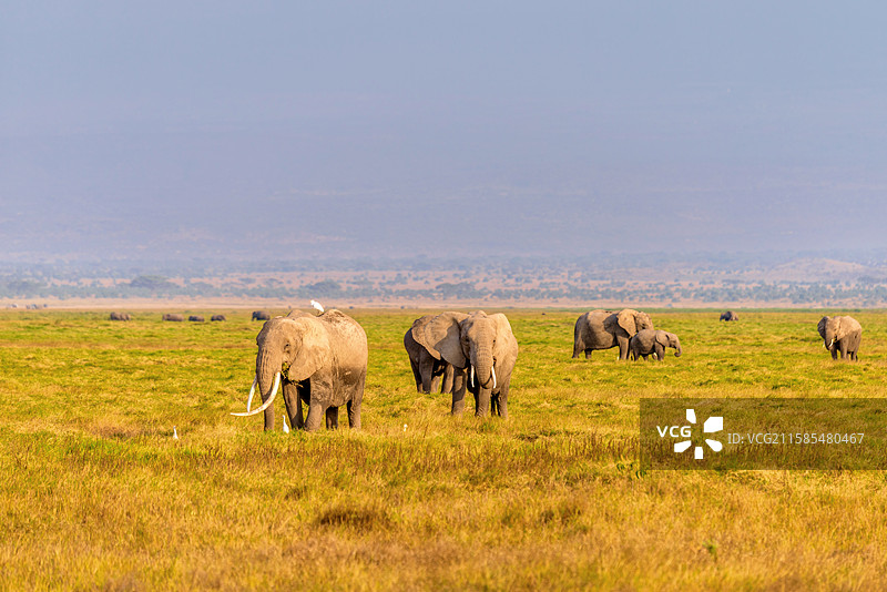 非洲肯尼亚安博塞利的野生大象图片素材