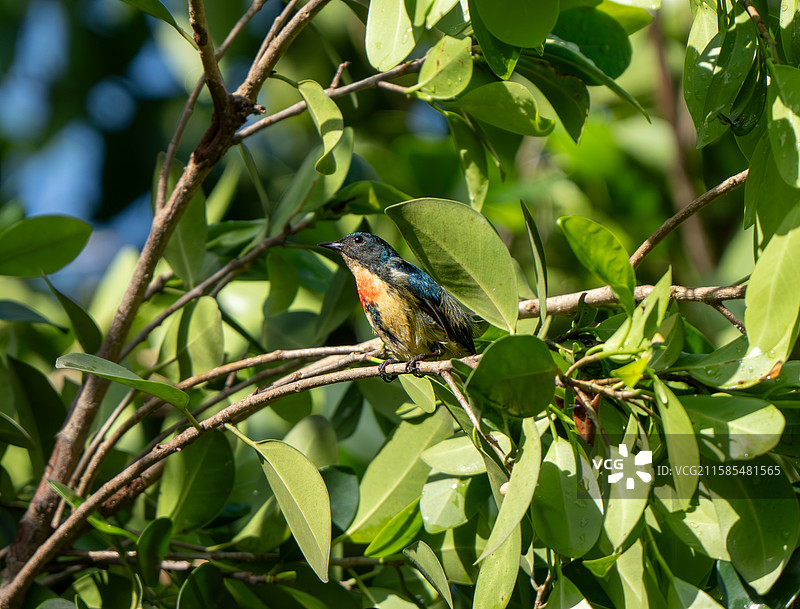 凤凰山公园的精灵图片素材
