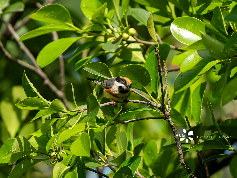 凤凰山公园的精灵图片素材