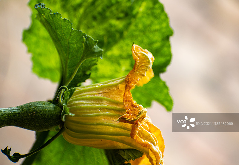 新疆伊犁特克斯南瓜花、南瓜、农业、收获、种植、雨中南瓜花、南瓜图片素材
