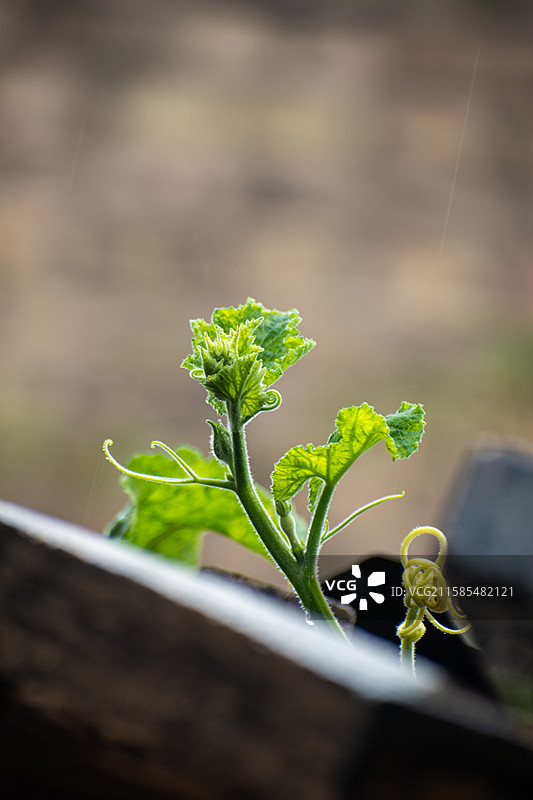 新疆伊犁特克斯、雨中南瓜尖、绿色、生机、生长、生命力、活着图片素材