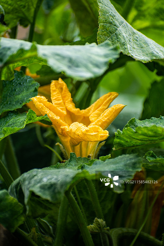 新疆伊犁特克斯南瓜花、南瓜、农业、收获、种植、雨中南瓜花、南瓜图片素材