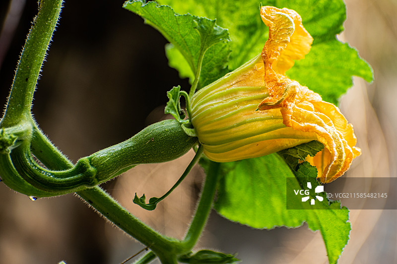 新疆伊犁特克斯南瓜花、南瓜、农业、收获、种植、雨中南瓜花、南瓜图片素材