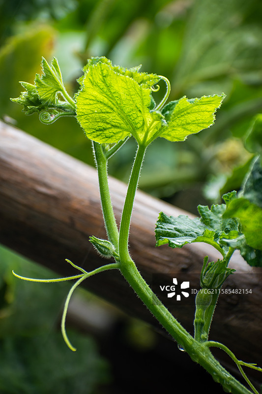 新疆伊犁特克斯、雨中南瓜尖、绿色、生机、生长、生命力、活着图片素材