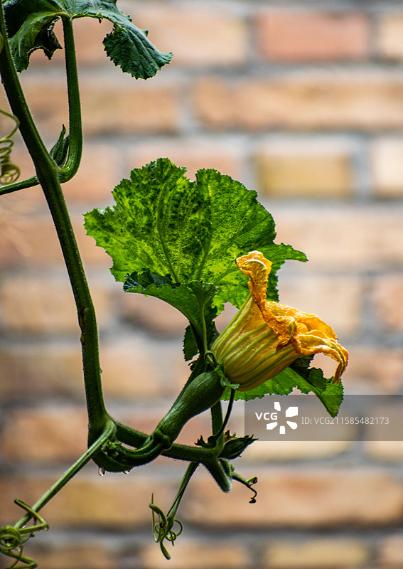 新疆伊犁特克斯南瓜花、南瓜、农业、收获、种植、雨中南瓜花、南瓜图片素材