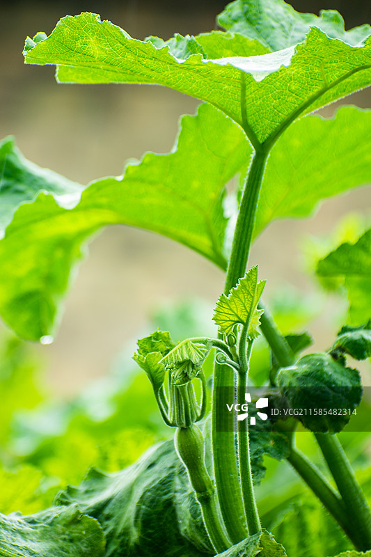 新疆伊犁特克斯、雨中南瓜尖、绿色、生机、生长、生命力、活着图片素材