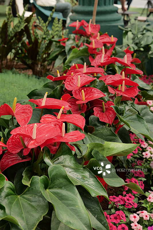 青州热植展--热带植物造景图片素材