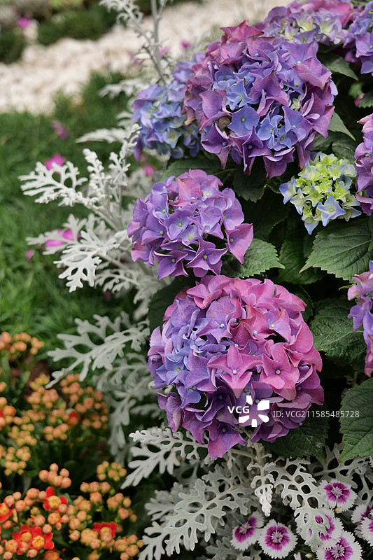 青州热植展--热带植物造景图片素材