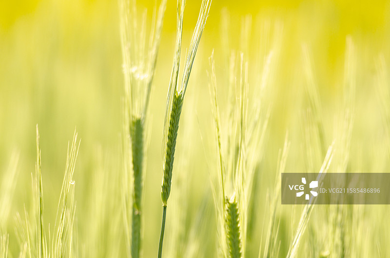 麦穗特写图片素材