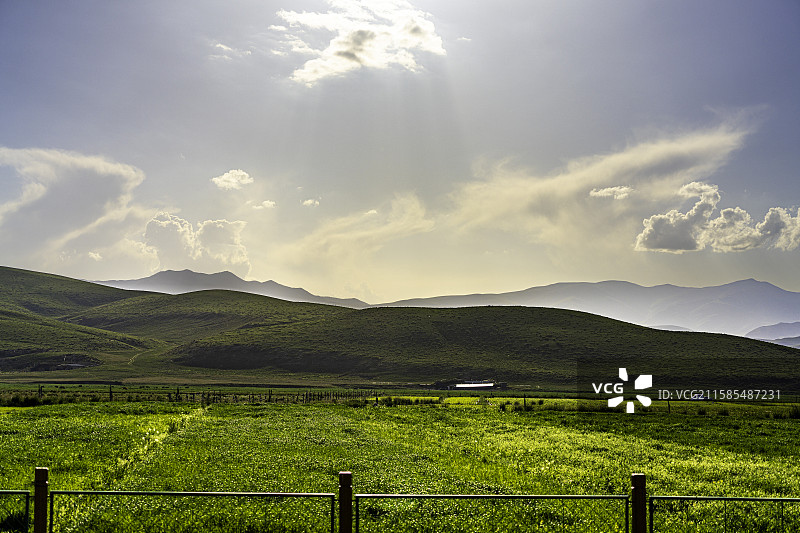 甘南藏族自治州甘加草原，牛羊在广阔绿地上悠然吃草，远山壮丽，展现高原生态魅力。图片素材