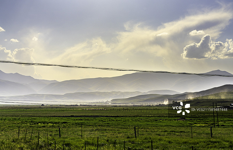 甘南藏族自治州甘加草原，牛羊在广阔绿地上悠然吃草，远山壮丽，展现高原生态魅力。图片素材