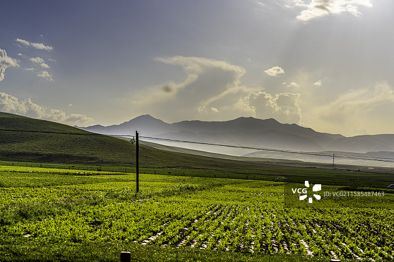 甘南藏族自治州甘加草原，牛羊在广阔绿地上悠然吃草，远山壮丽，展现高原生态魅力。图片素材