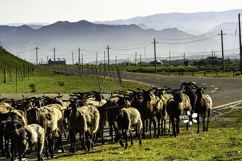 清晨的甘南甘加草原，牧民赶着牦牛与山羊在公路上转场，远山层峦叠嶂，展现藏地牧业生活与自然风光的和谐共图片素材