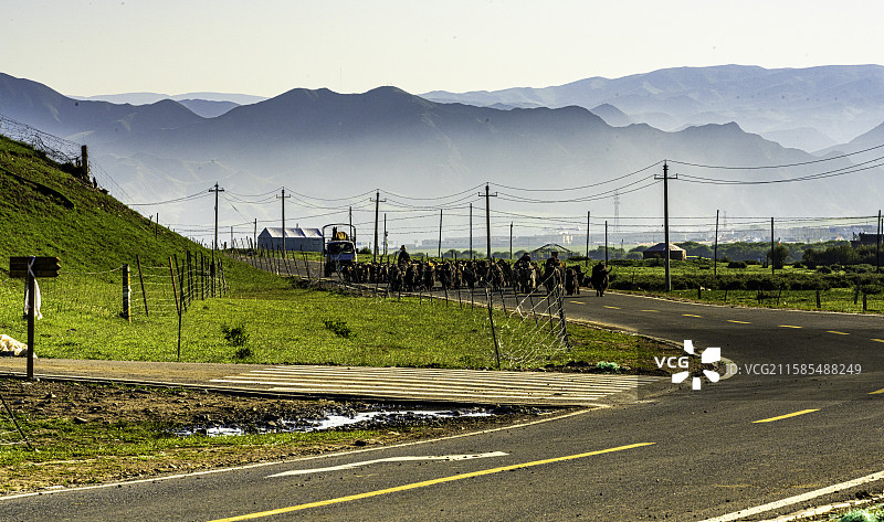 清晨的甘南甘加草原，牧民赶着牦牛与山羊在公路上转场，远山层峦叠嶂，展现藏地牧业生活与自然风光的和谐共图片素材