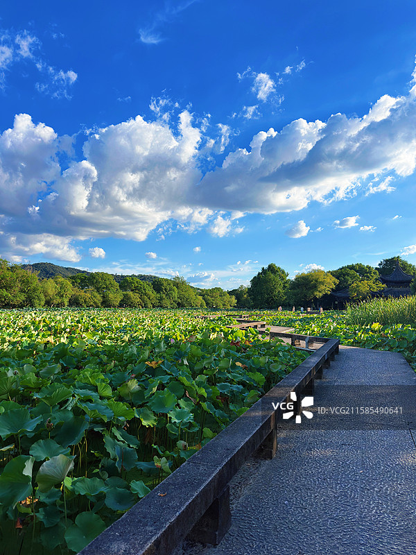 杭州湘湖跨湖桥景区的荷花池图片素材