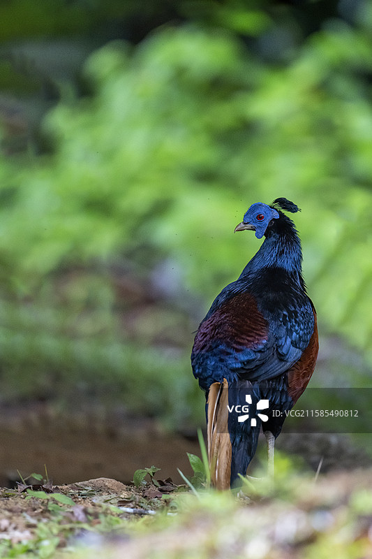 凤冠火背鹇图片素材