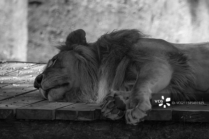 午睡的雄狮图片素材