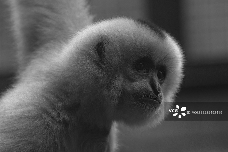 金丝猴图片素材