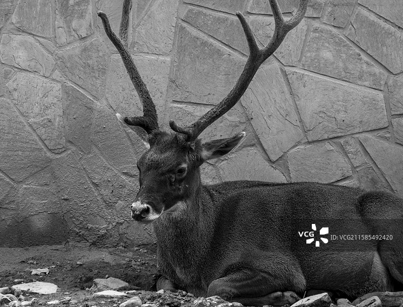 白唇鹿图片素材