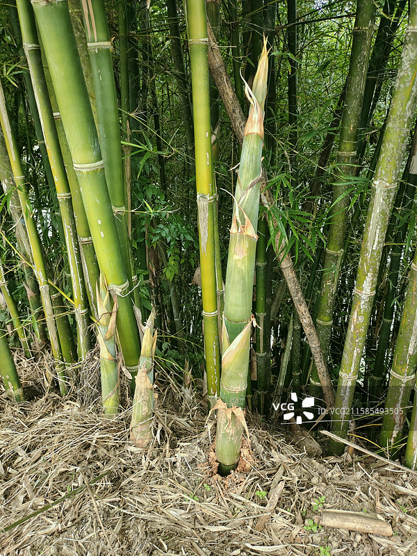 雨后竹林里的竹笋图片素材
