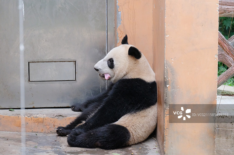 大熊猫瘫坐在地上休息特写图片素材