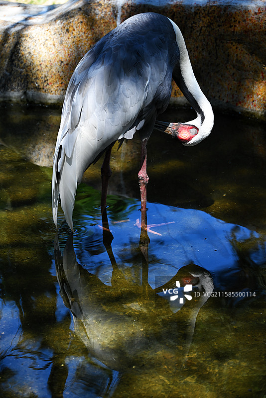 鸟语林里在水面照镜子的白枕鹤图片素材