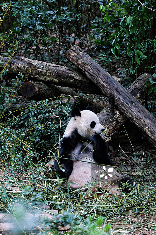成都大熊猫繁殖基地 大熊猫吃竹子图片素材