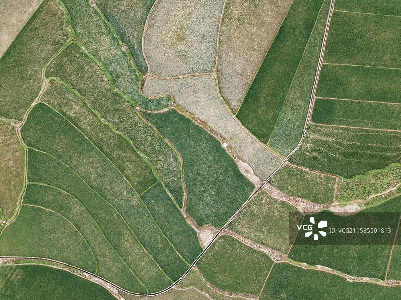 被稻田覆盖的大地图片素材