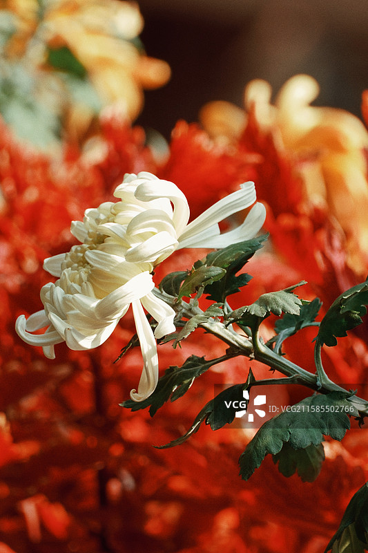 白色的菊花在火红色的菊花丛前图片素材