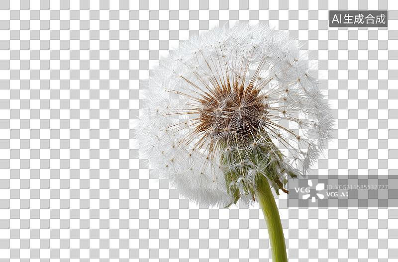 【AI数字艺术】白色背景下的蒲公英种子球图片素材