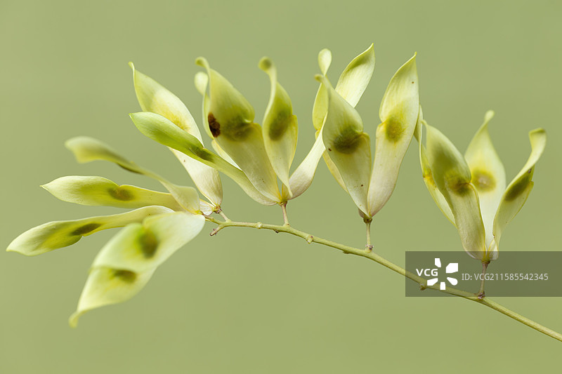 臭椿树的果实图片素材