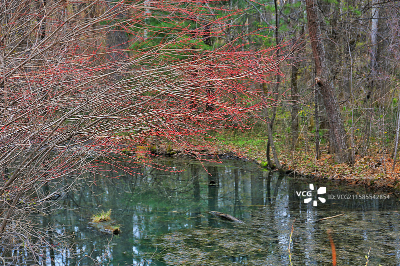 长白山森林中的泡沼和小灌木图片素材
