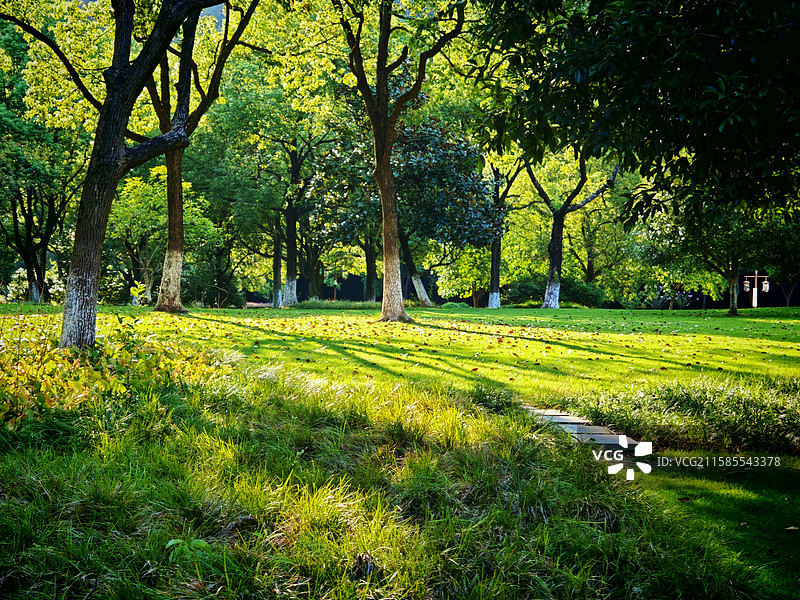 夏日阳光洒在绿色草坪上图片素材
