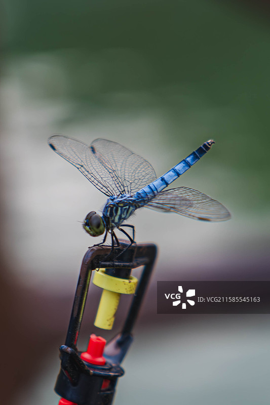 德州乐陵影视城中悬停的一只蜻蜓图片素材