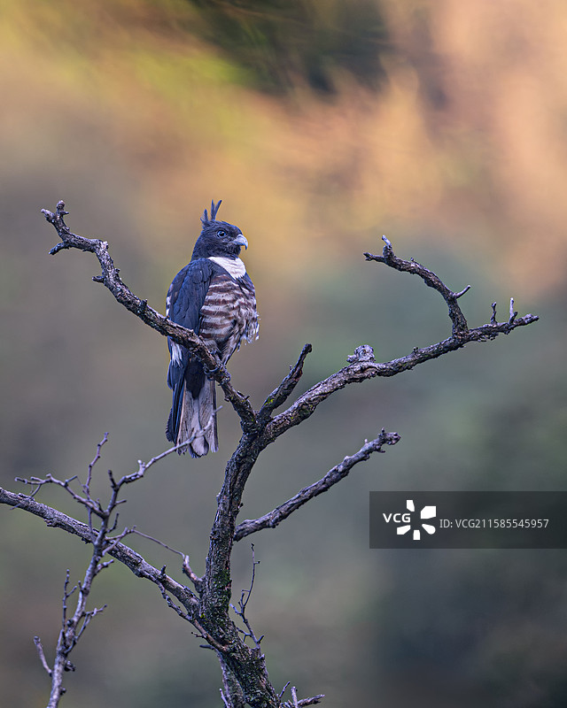 黑冠鹃隼图片素材