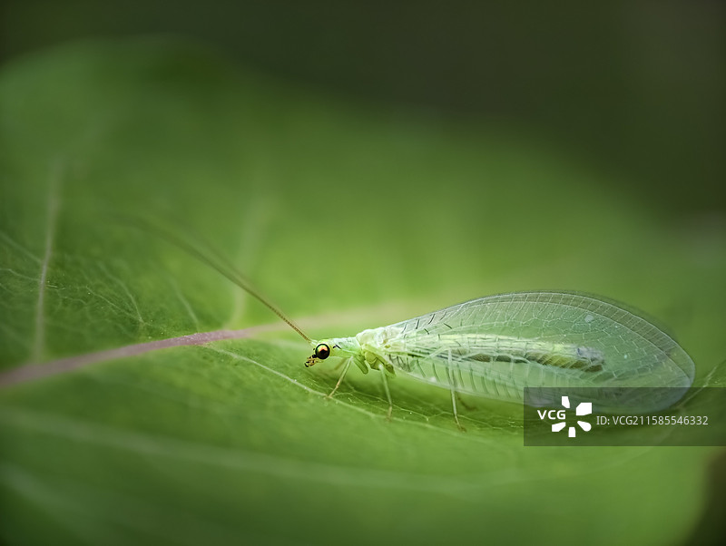叶子上的草蛉子图片素材