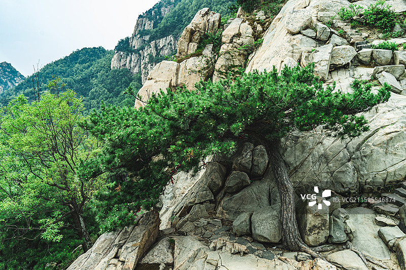 中国自然风光拍摄主题，山东泰安泰山扇子崖风景区，陡峭扇子崖主峰和绿色的迎客松望人松，户外白昼无人图像图片素材